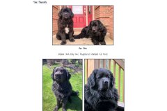 neals-newfoundlands-parents